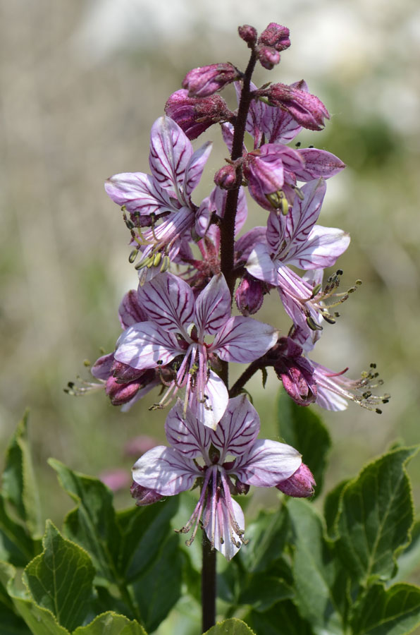 Dictamnus albus / Limonella